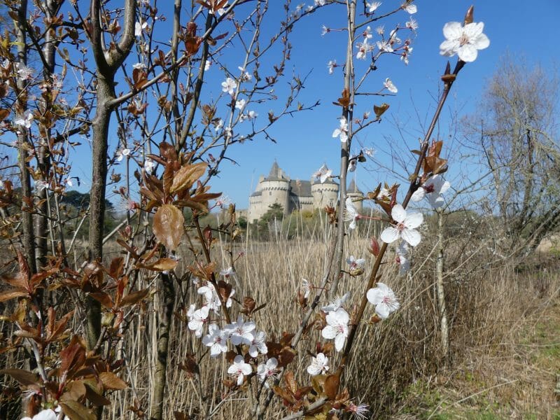 château de Suscino