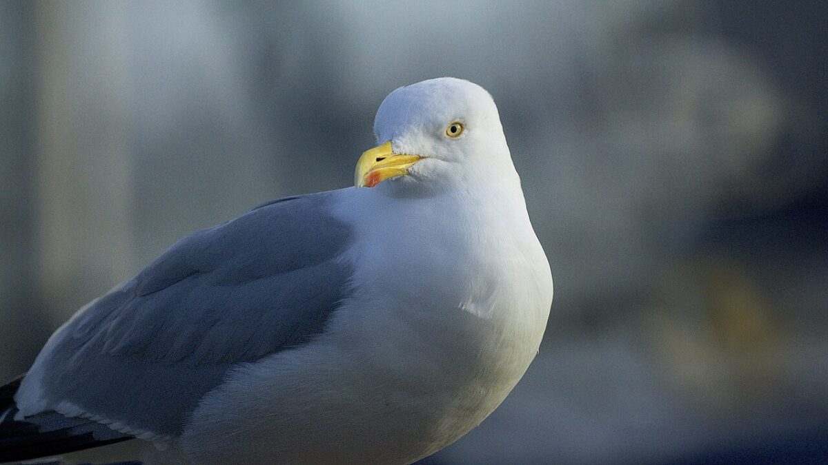 Falaises et minéraux de la réserve naturelle François Le Bail, île de Groix