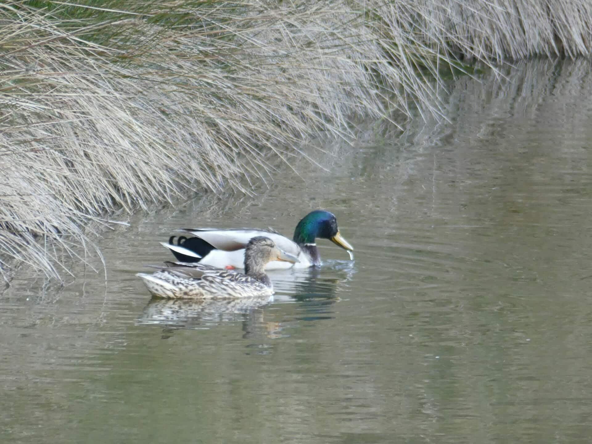 La pointe du Bill à Séné — panorama sur le Golfe du Morbihan et l'île de Béchit