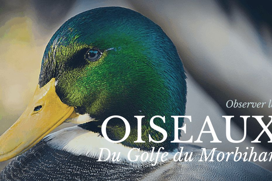 observer oiseaux golfe du morbihan