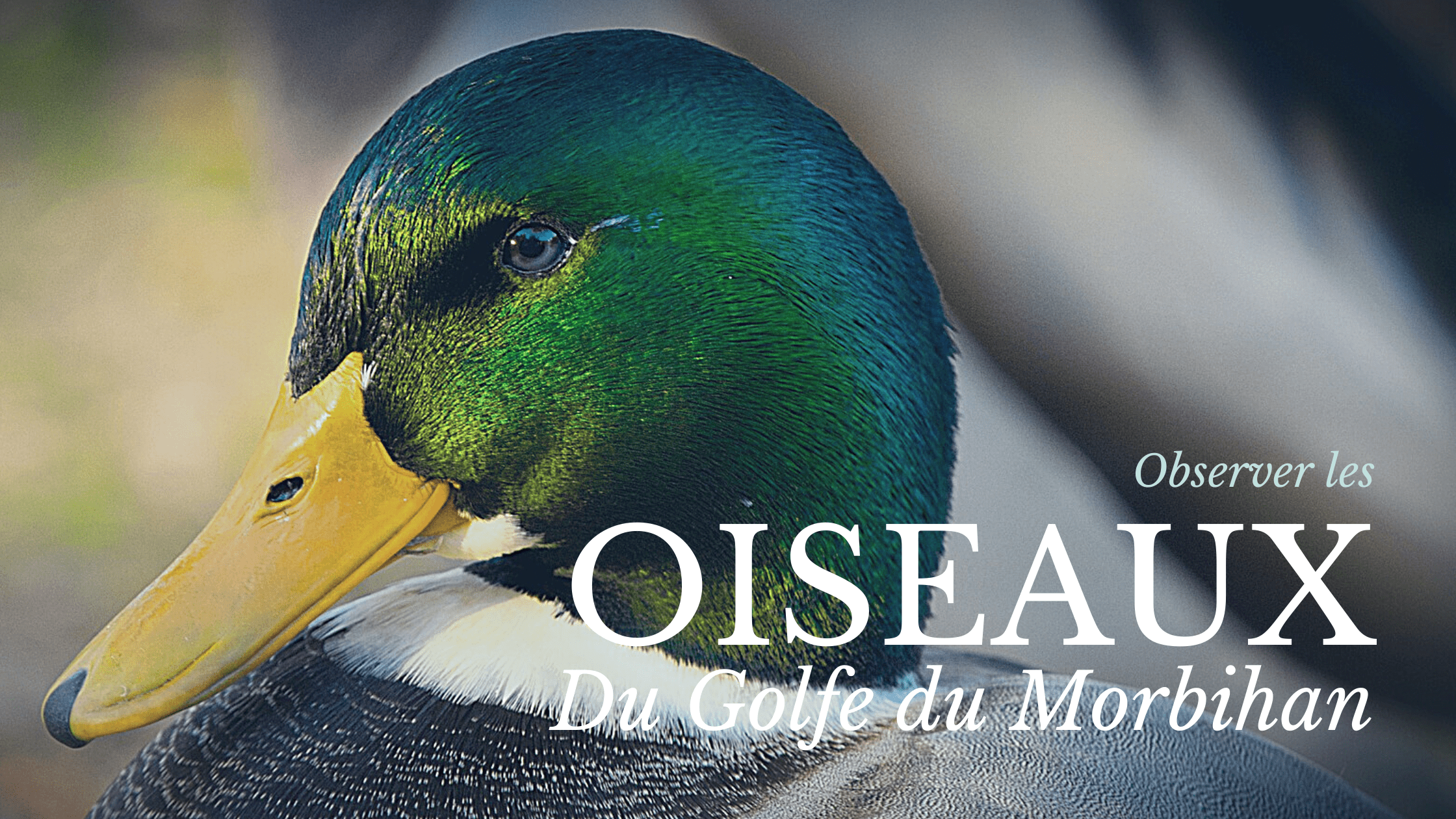 Les oiseaux observés dans le Golfe du Morbihan