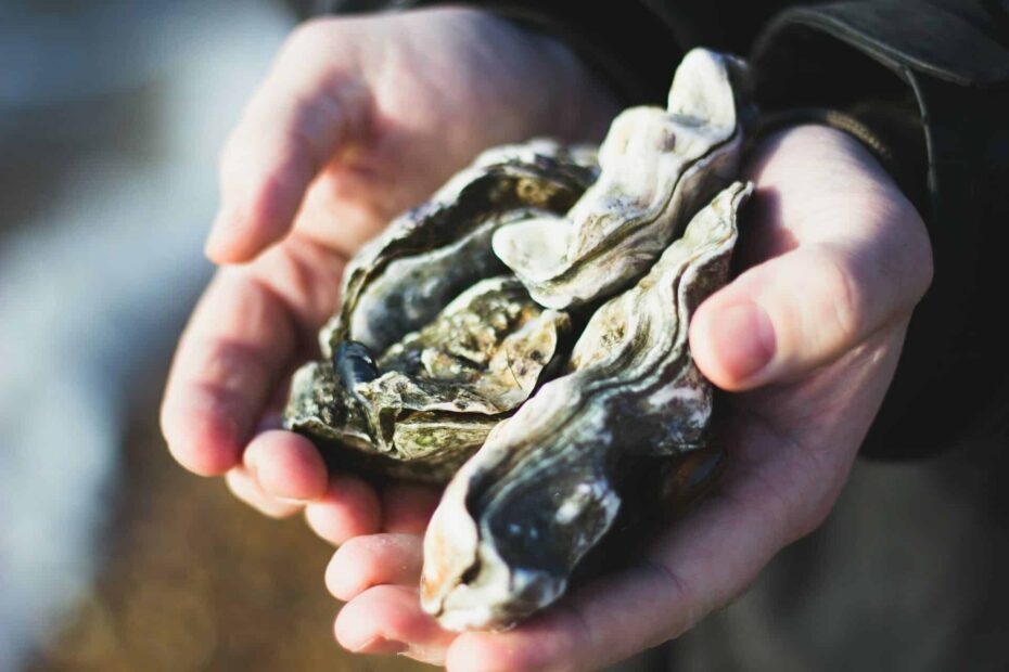 huitres ostreiculture