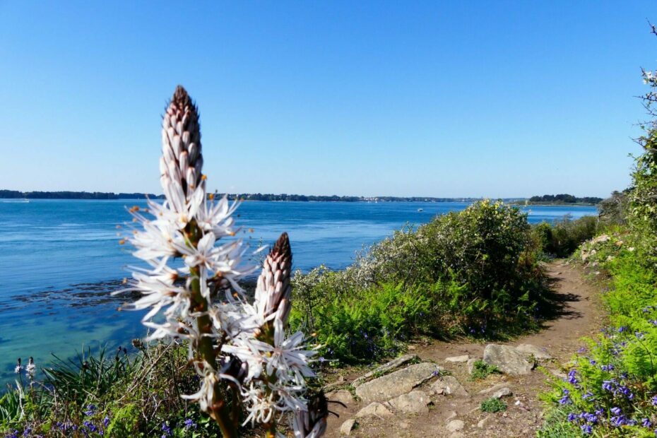 ile aux moines bretagne 498