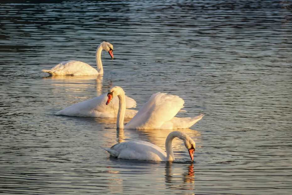 conleau vannes morbihan cygnes 1