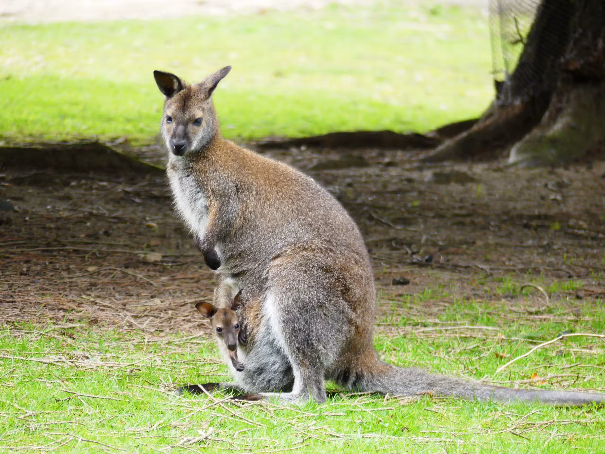 Parc animalier de Branféré — Le Guerno Morbihan