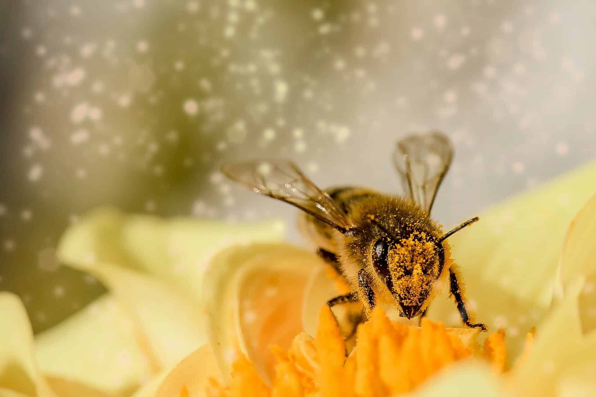 Acheter son miel en direct : les apiculteurs du Golfe du Morbihan