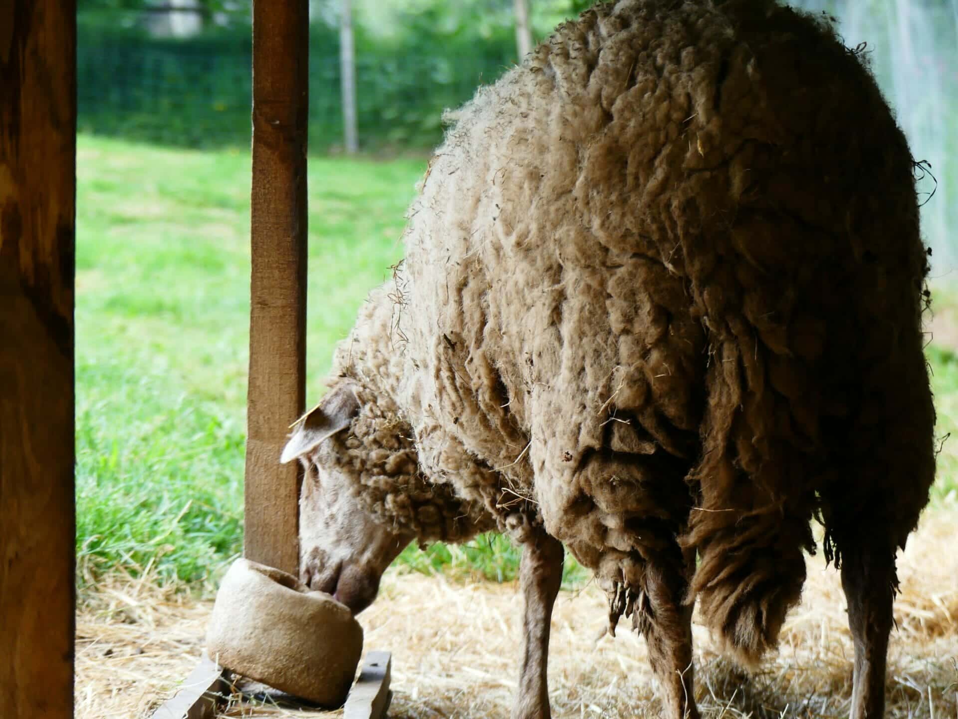 mouton Poul Fetan