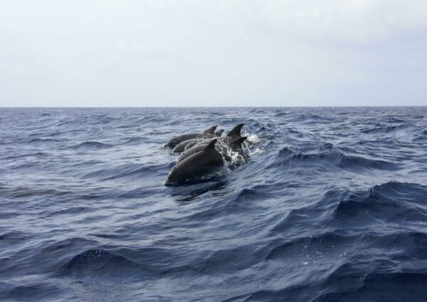 dauphins bretagne