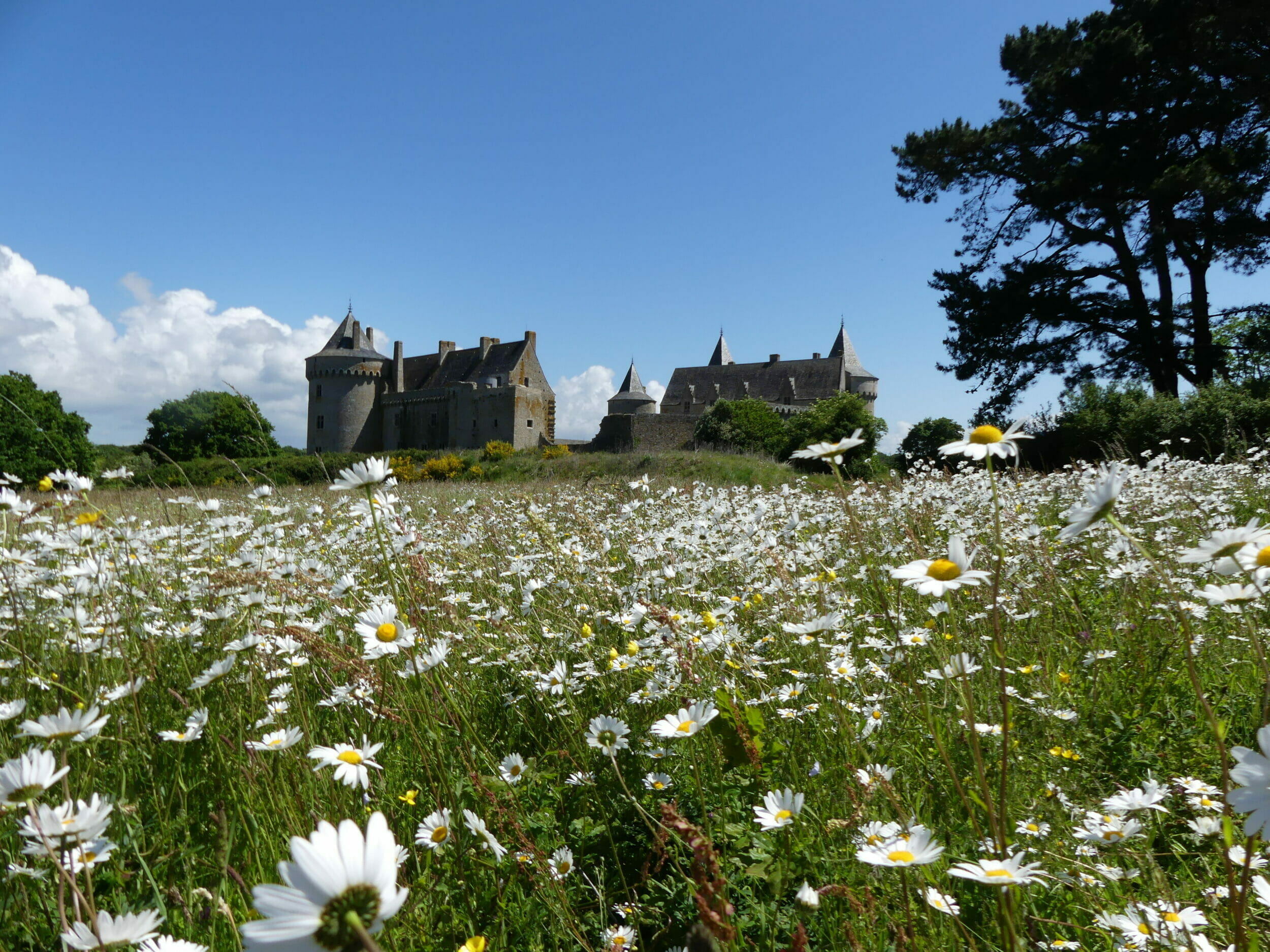 chateau suscinio sarzeau france fleurs 3 scaled