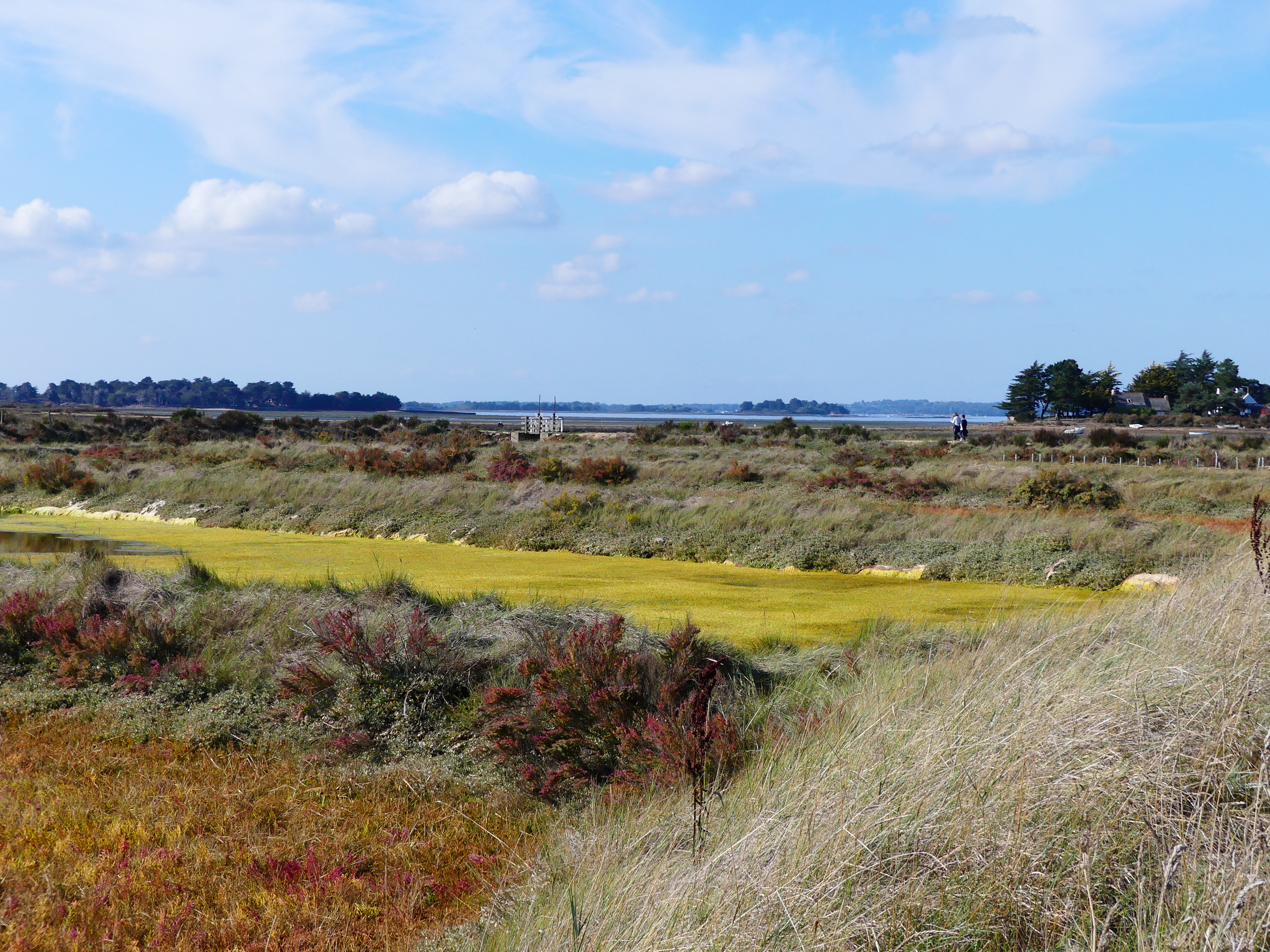 Gros plan sur les œillets du marais de Lasné, Saint-Armel, presqu'île de Rhuys