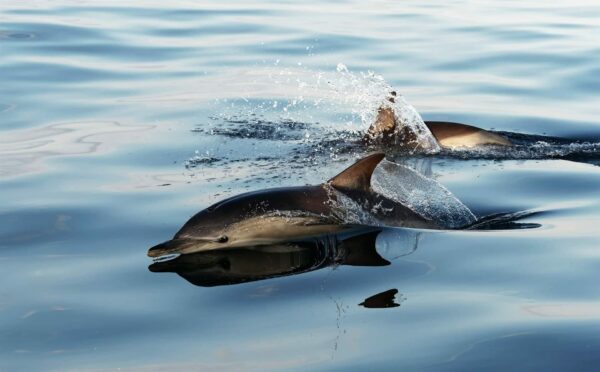 croisiere dauphin