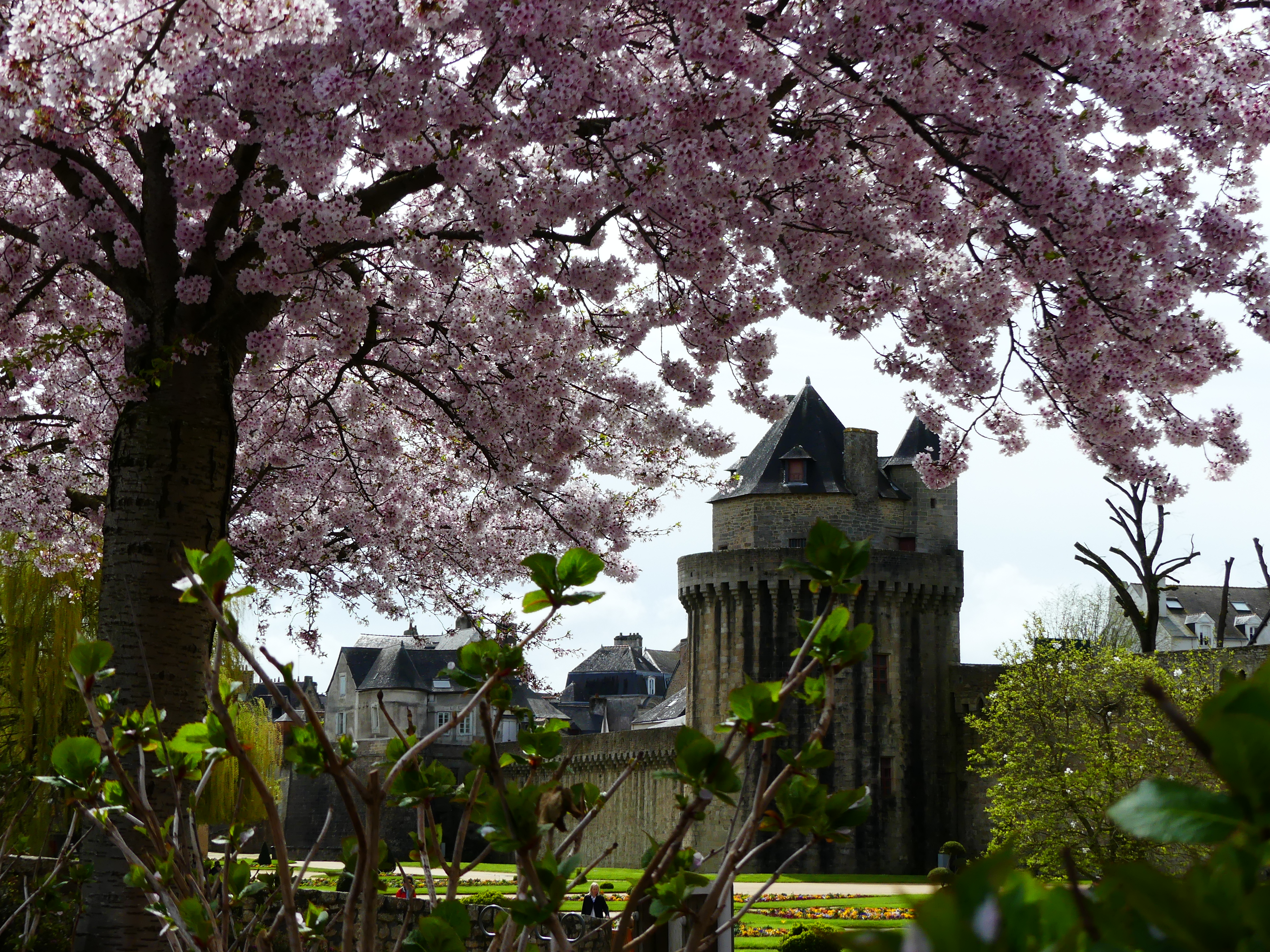 Branches fleuries d'un cerisier du Japon contre les remparts médiévaux de Vannes