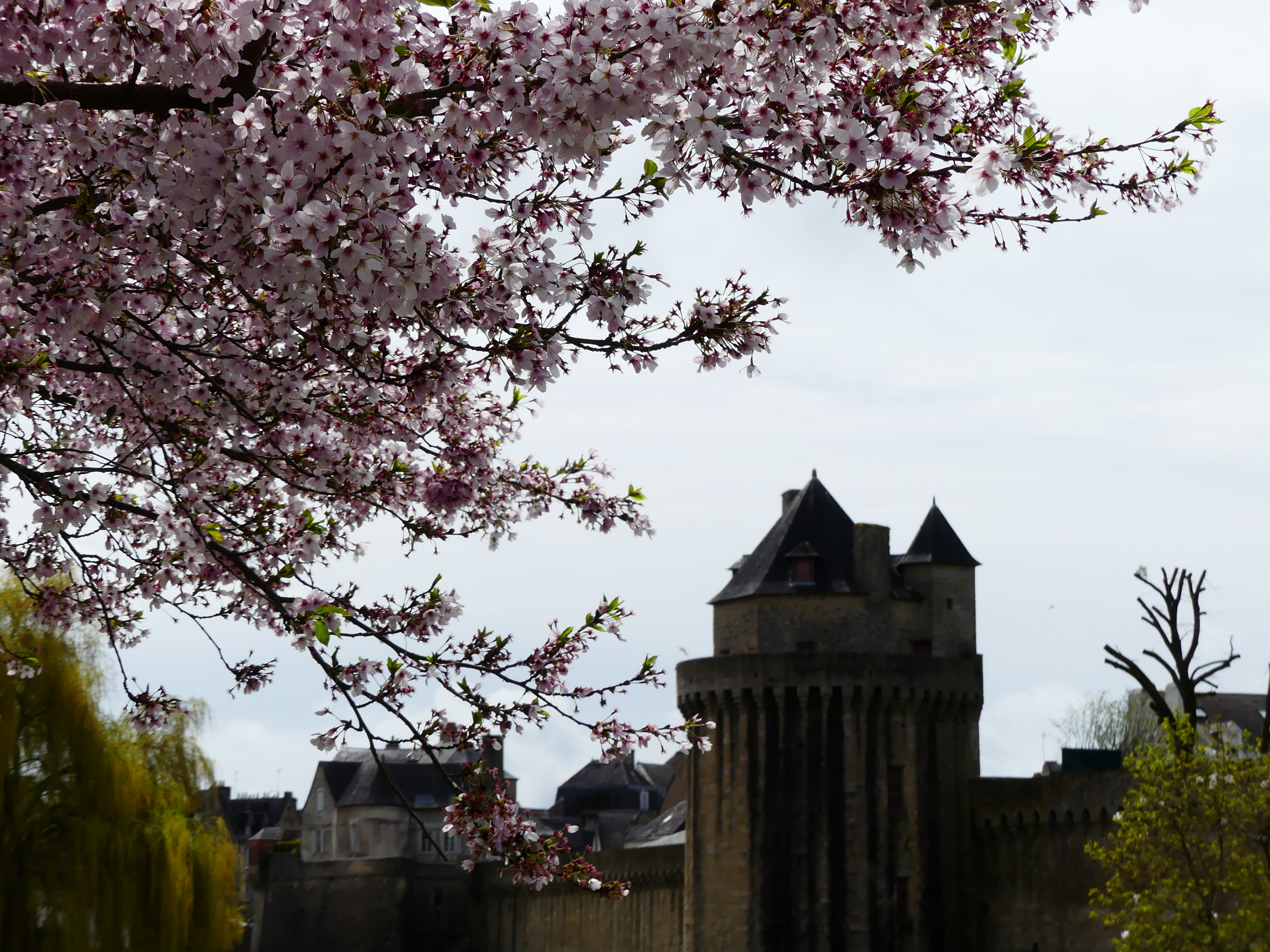 Cerisiers shirotae en pleine floraison au jardin des remparts, Vannes