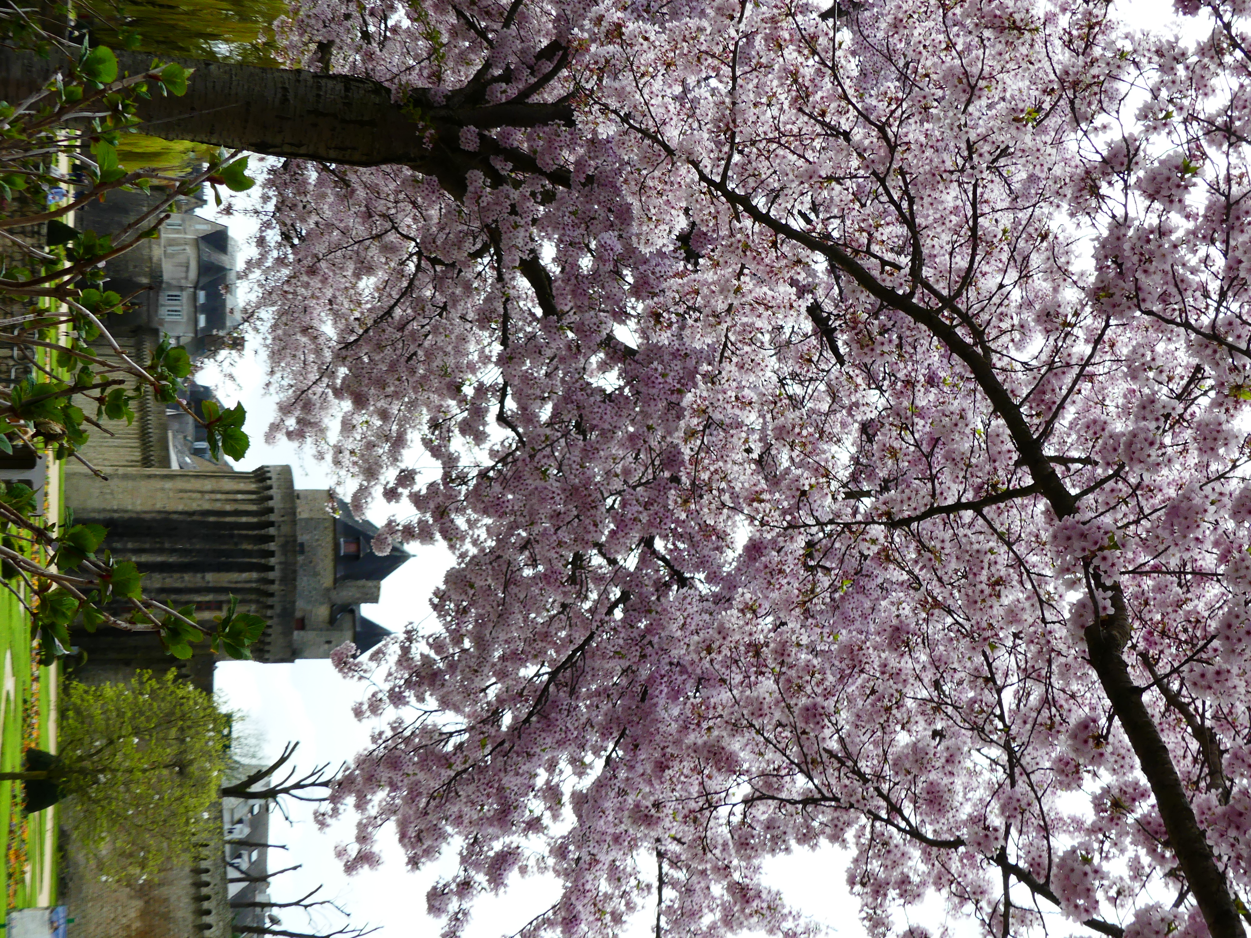 Allée du jardin des remparts de Vannes sous les cerisiers en fleurs