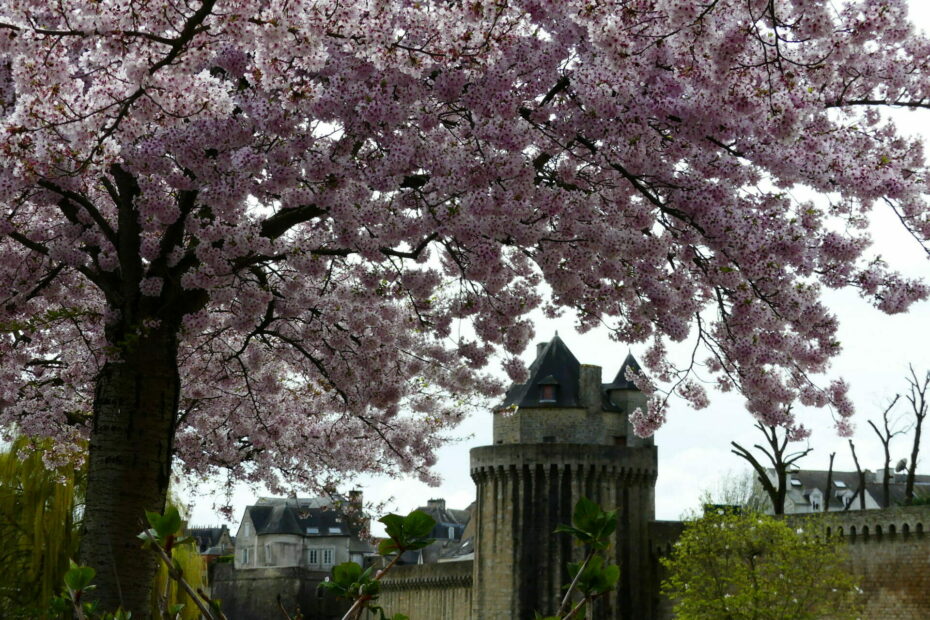 vannes cerisiers japon 61