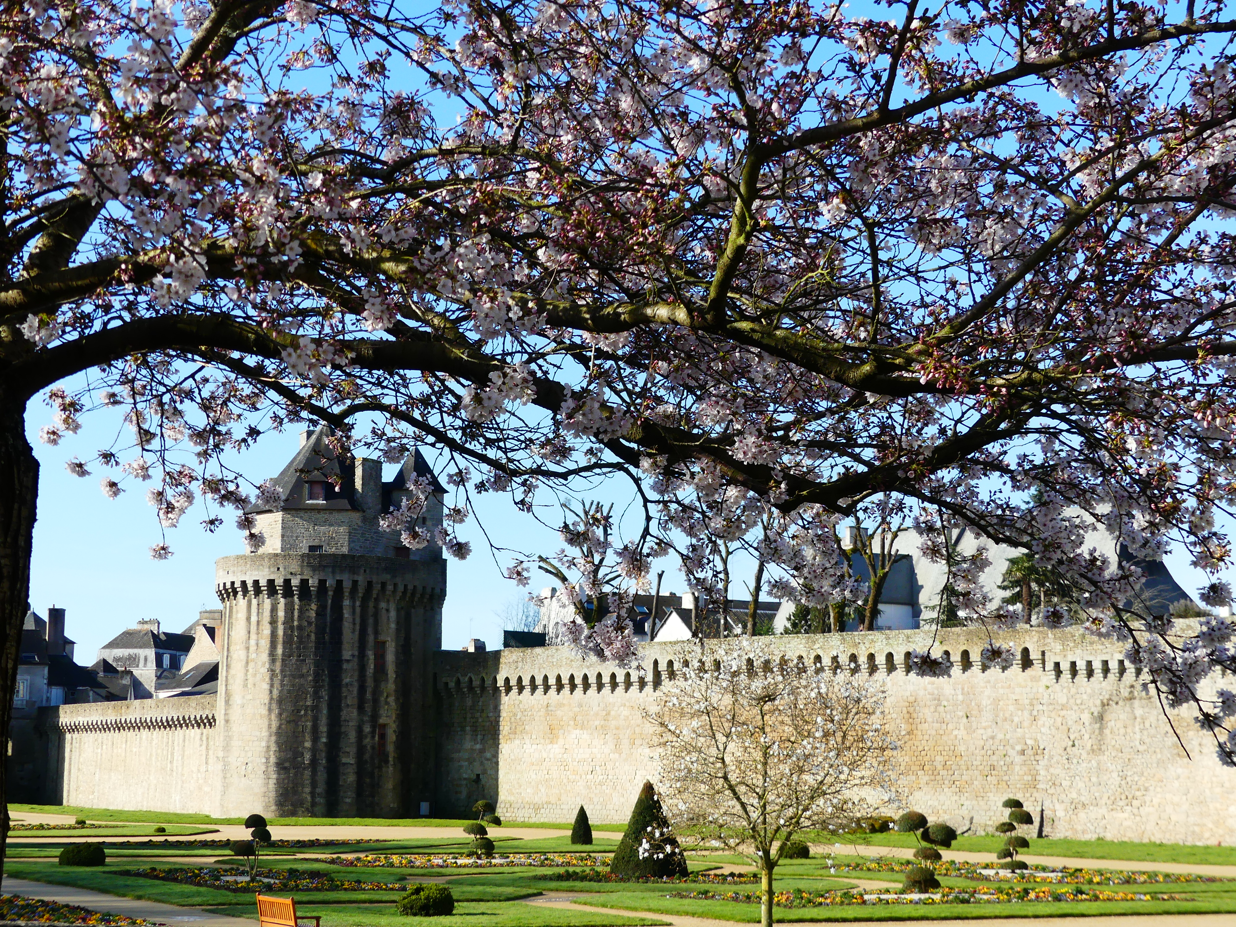 Promenade sous les cerisiers du Japon au jardin des remparts de Vannes