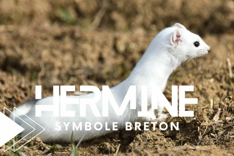 hermine symbole bretagne
