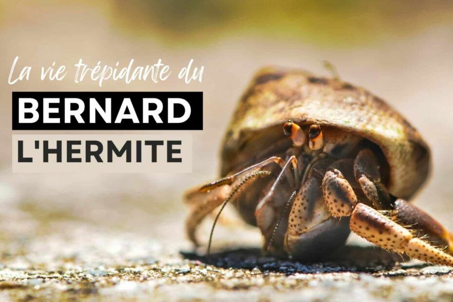 bernard lhermite