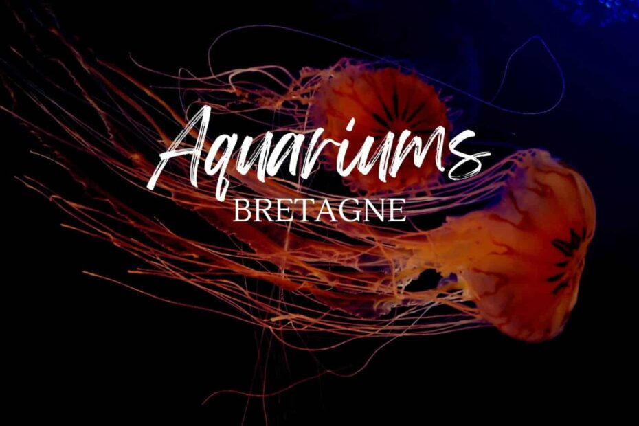 aquariums bretagne visite decouverte sortie