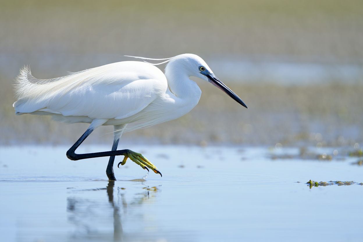 Aigrette garzette