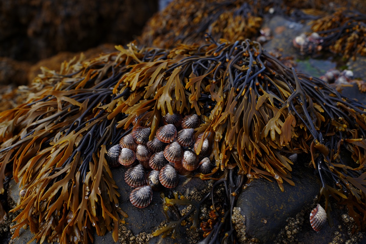 Algues brunes et patelles sur l'estran