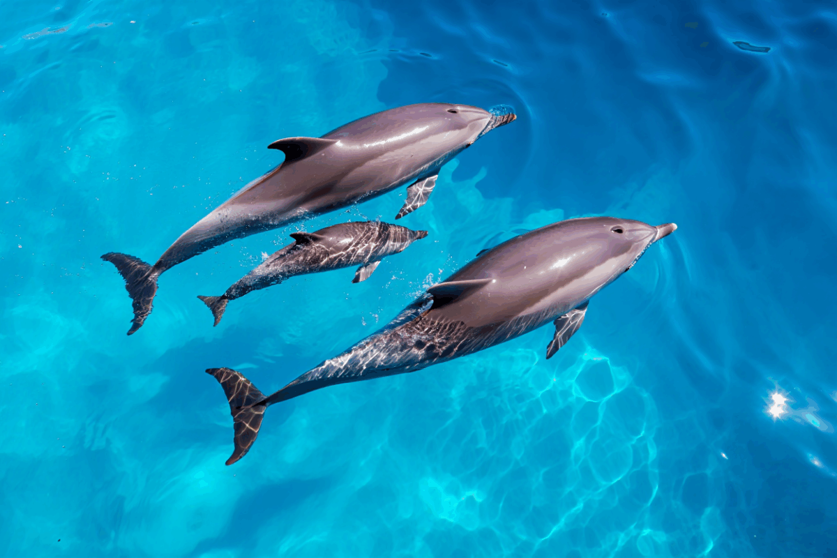 Dauphins