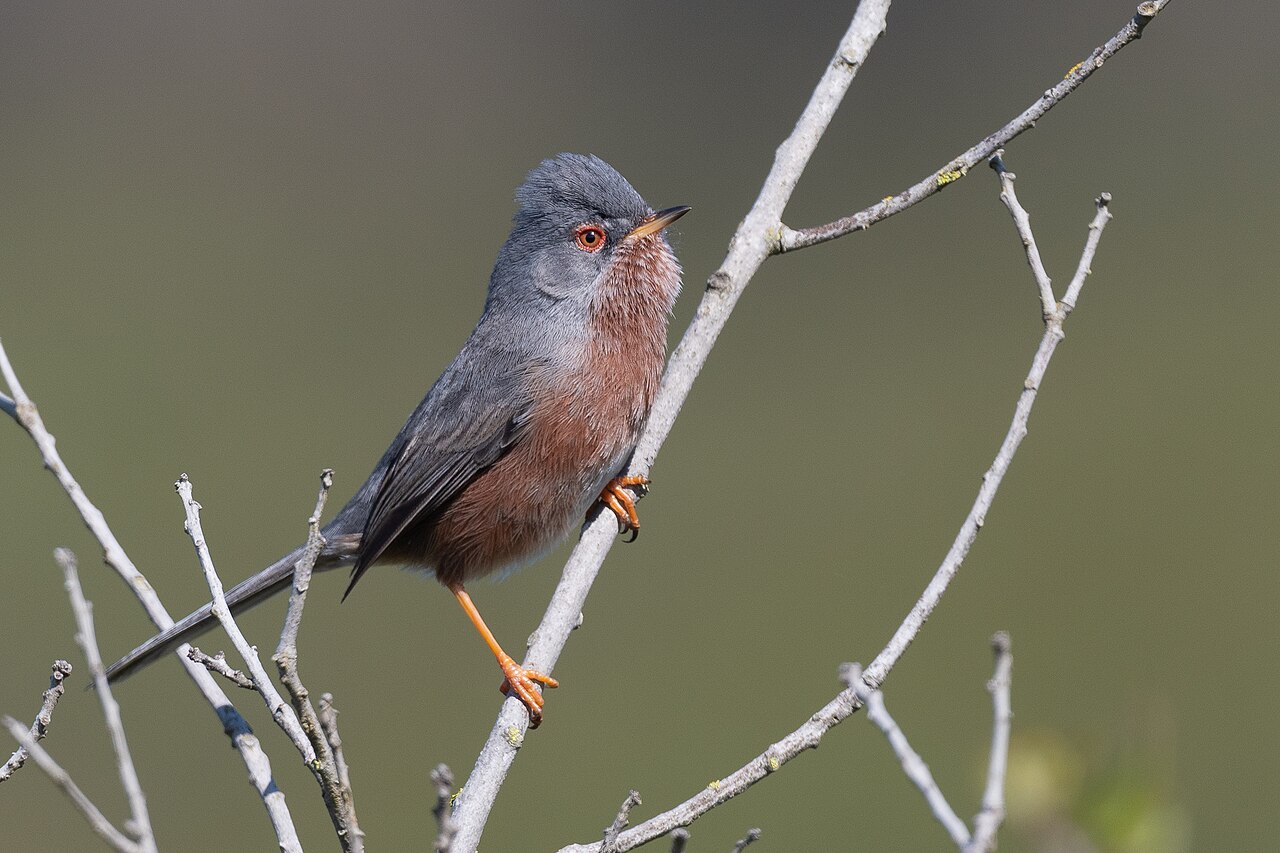 Faune du Cap Fréhel