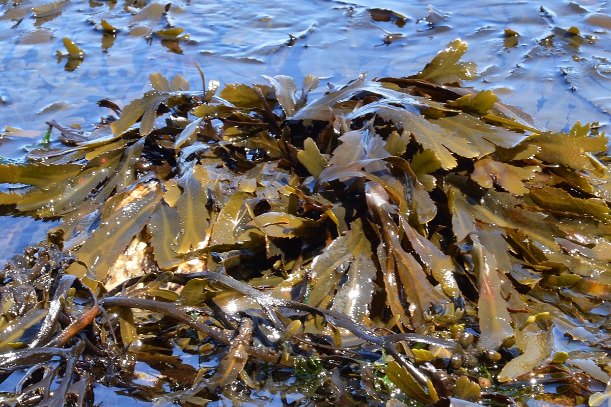 Fucus serratus - Algue brune