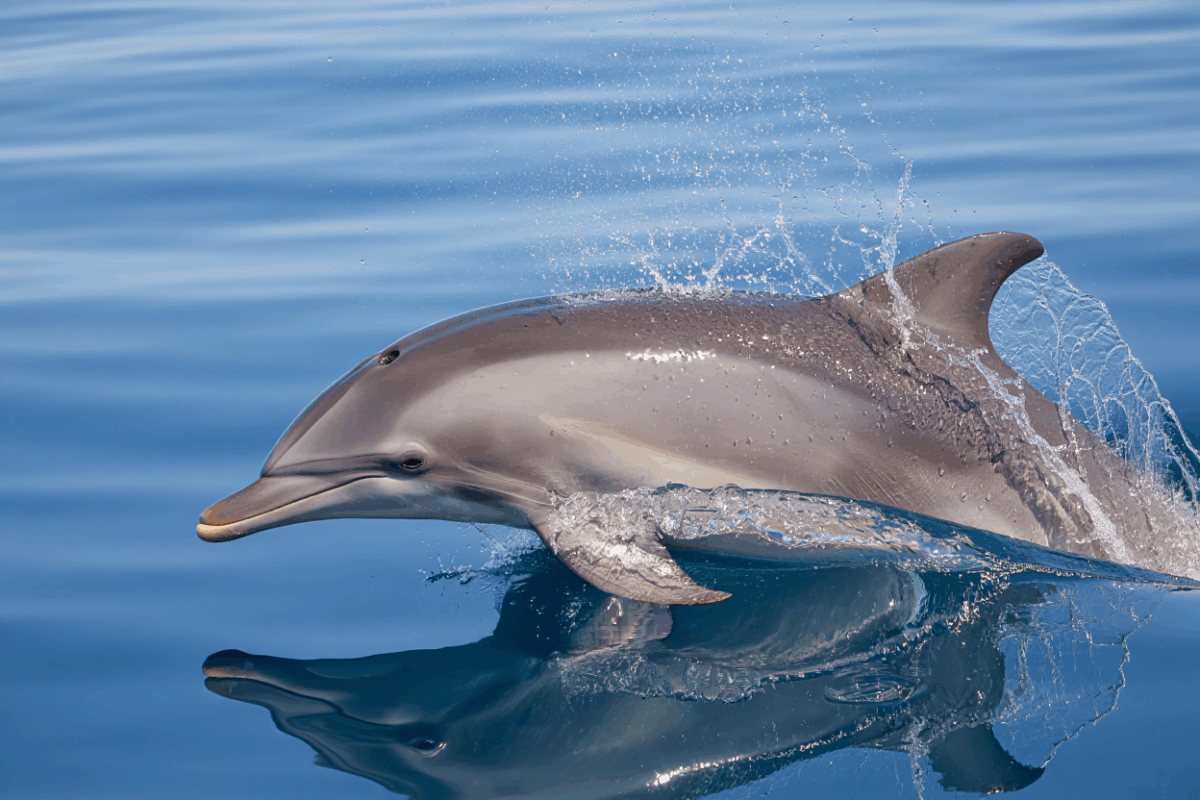 Grand Dauphin (Tursiops truncatus)