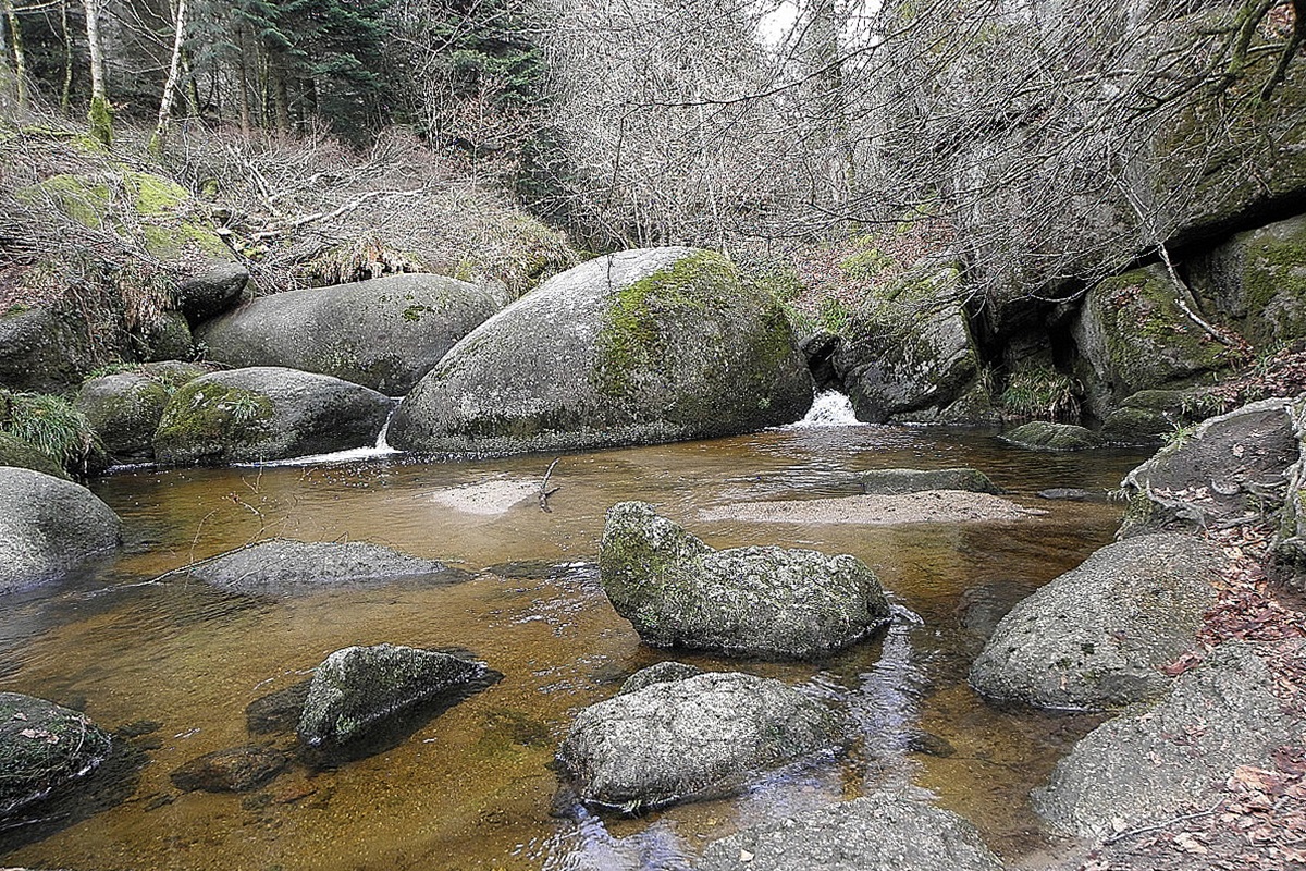 La mare aux sangliers