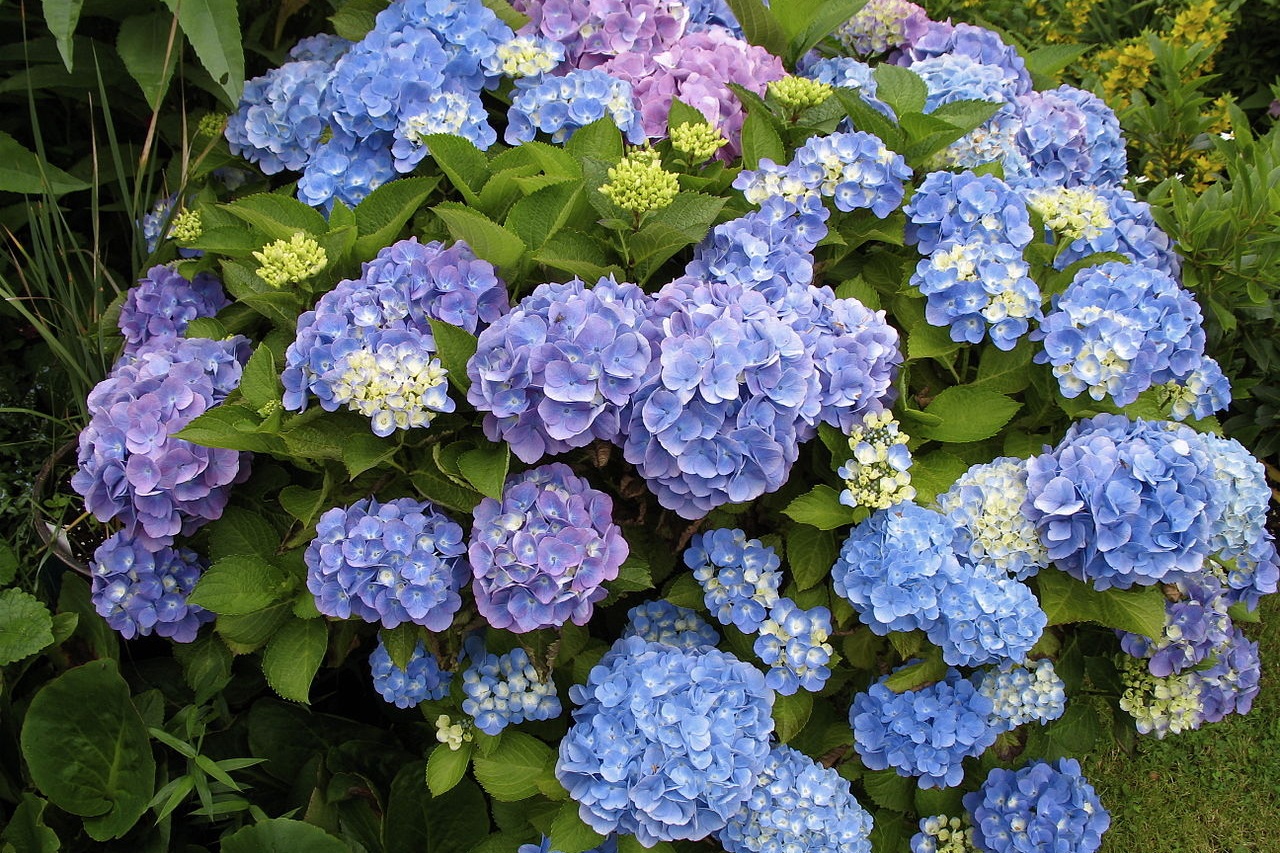 Hortensia (Hydrangea macrophylla)