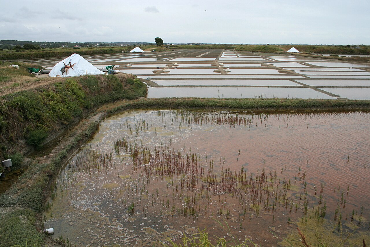 Les marais salants de Guérande, Loire-Atlantique