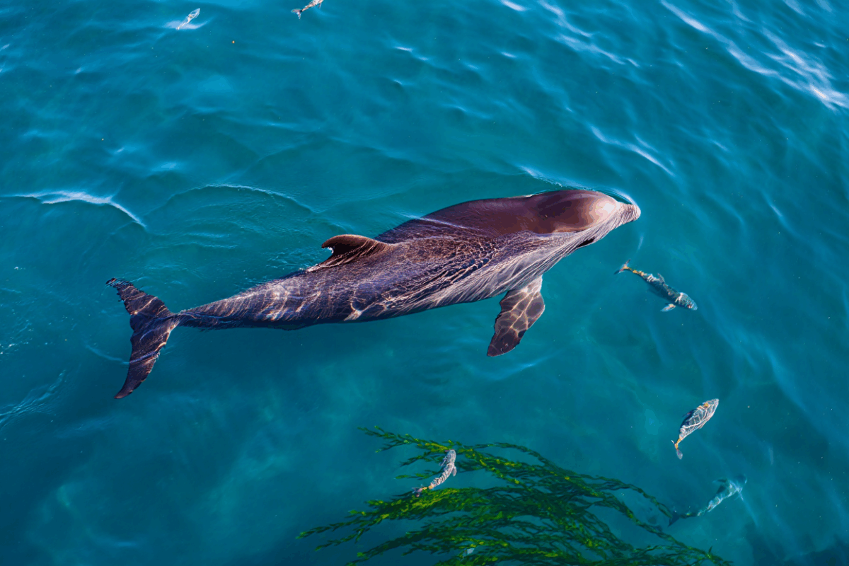 Marsouin Commun (Phocoena phocoena)