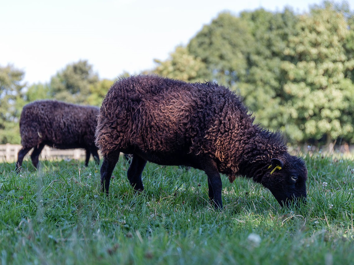 Moutons d'Ouessant
