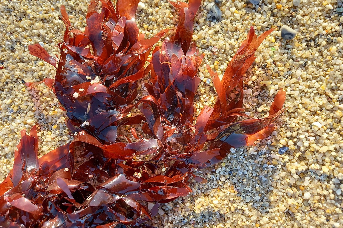 Dulse - Algue rouge