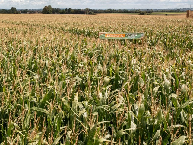 Pop Corn Labyrinthe