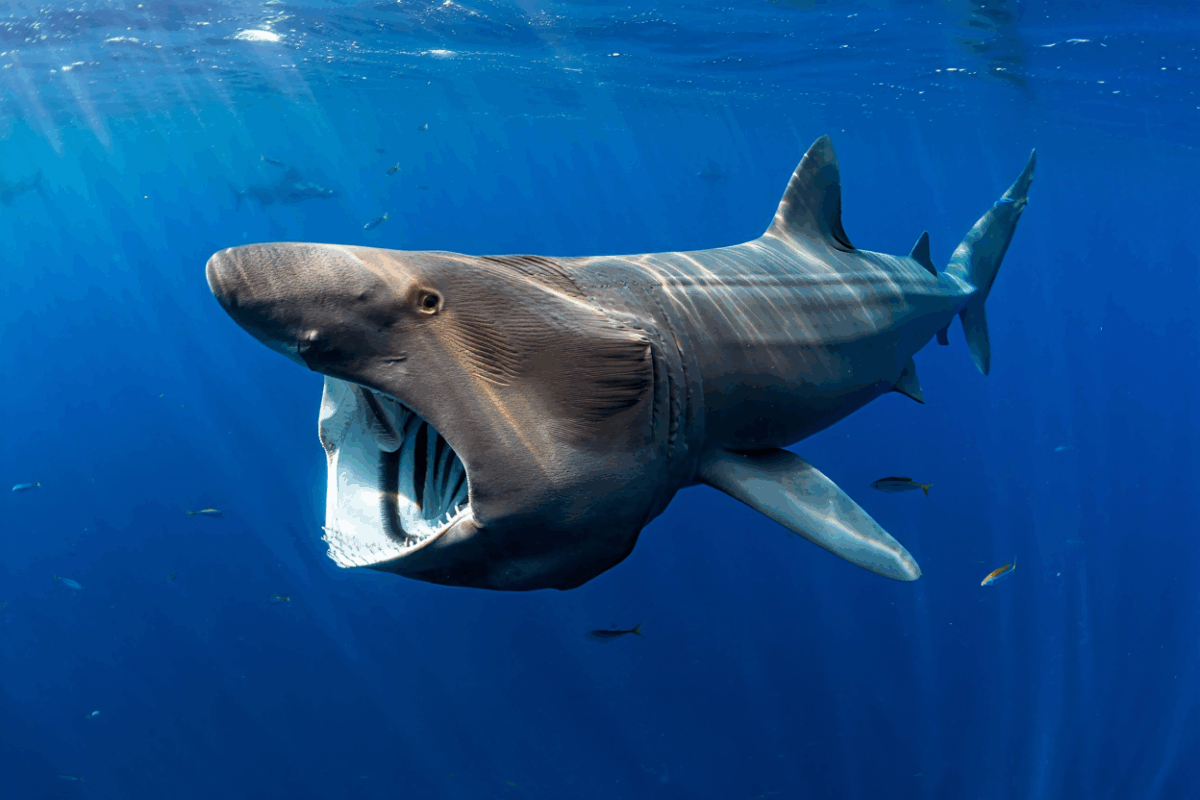 Requin Pèlerin (Cartilagineux, non mammifère)