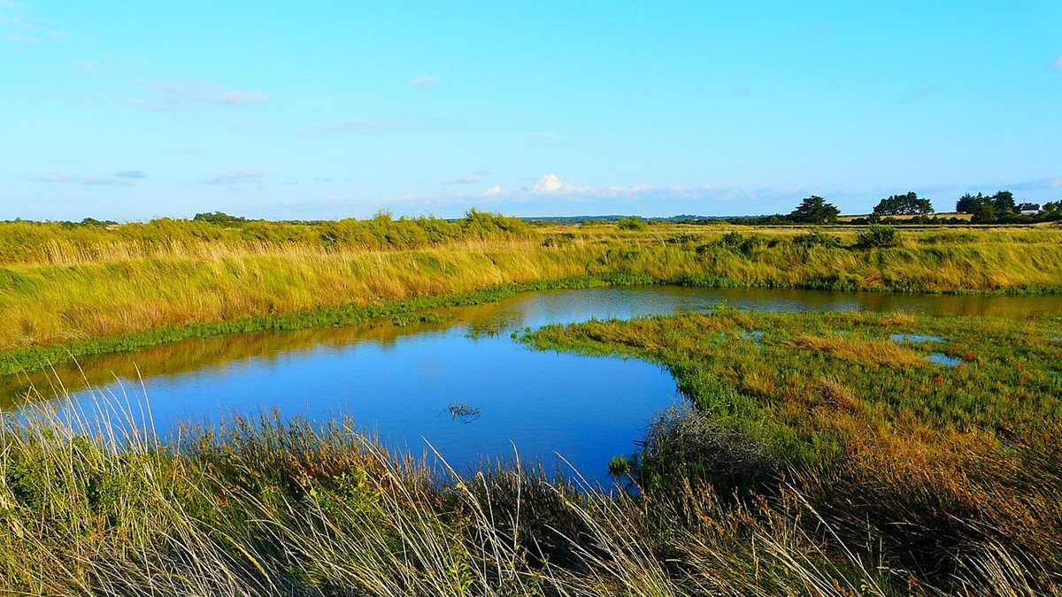 Réserve Naturelle des Marais de Séné