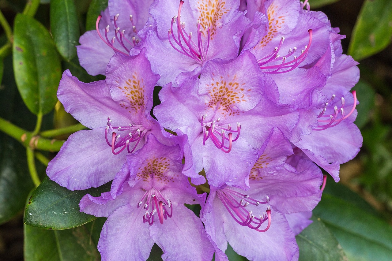 Rhododendron