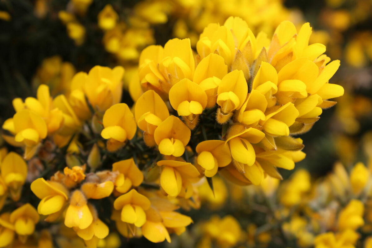Ulex europaeus fleurs
