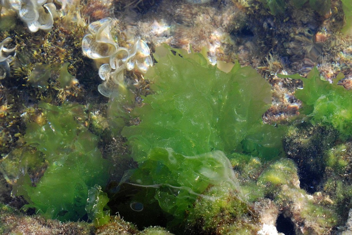 Laitue de mer - Algue verte