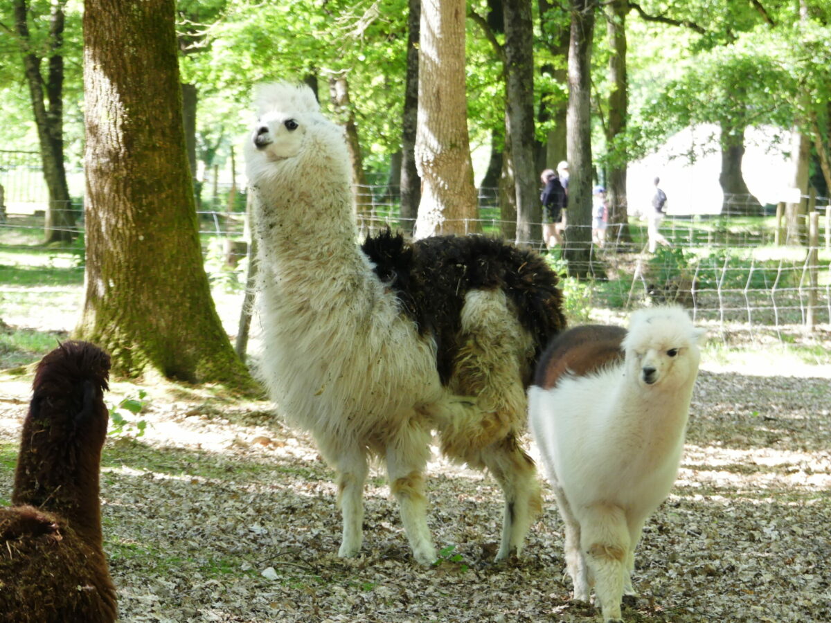 Alpagas en semi-liberté à La Ferme du Monde