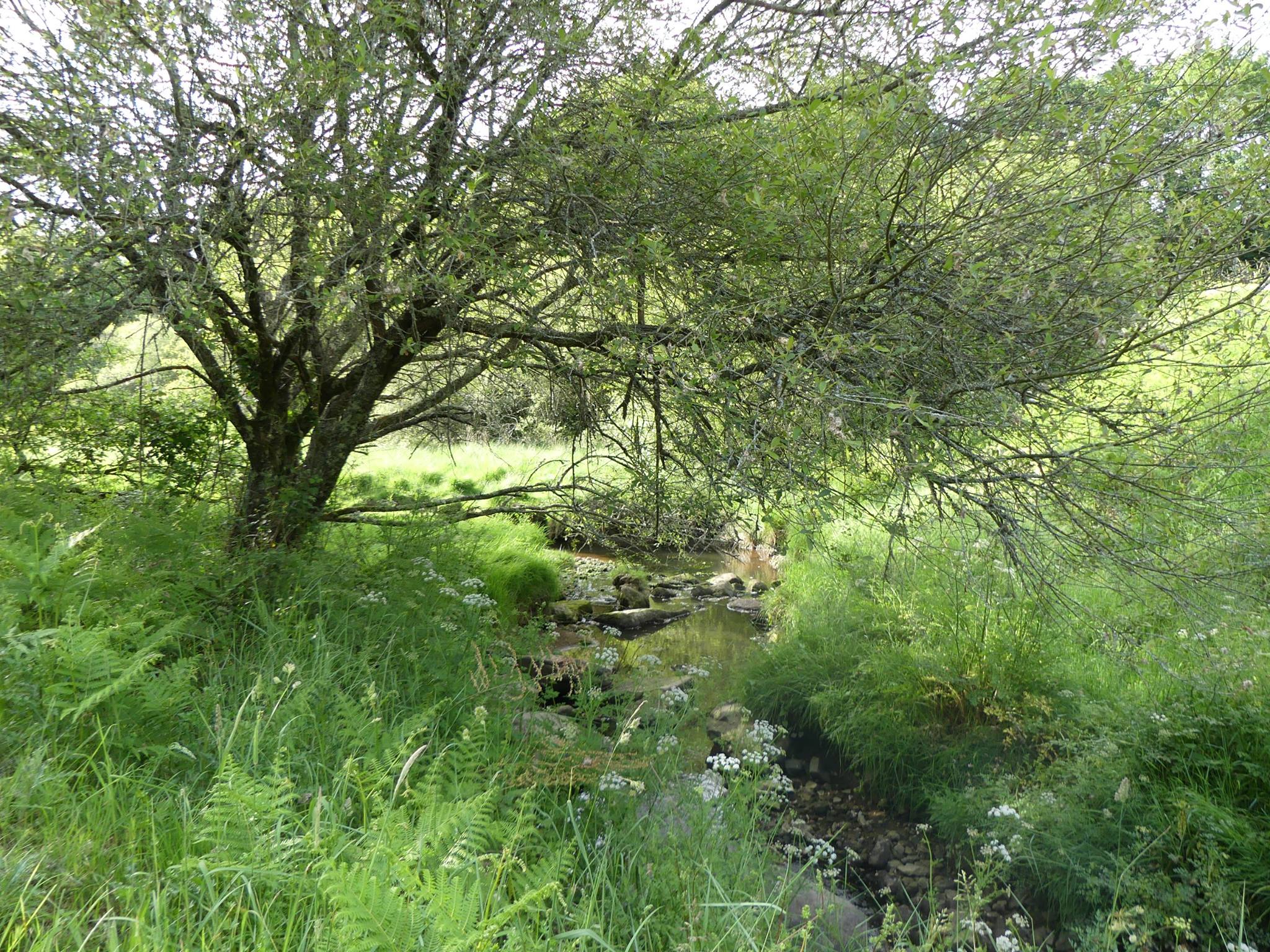 Sentier nature le long de la rivière du Bono
