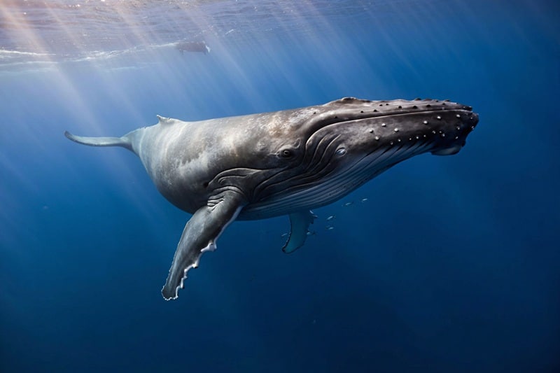 Baleine