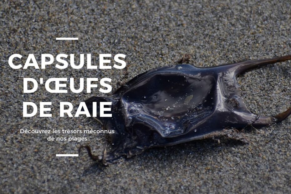 capsule d oeufs de raie