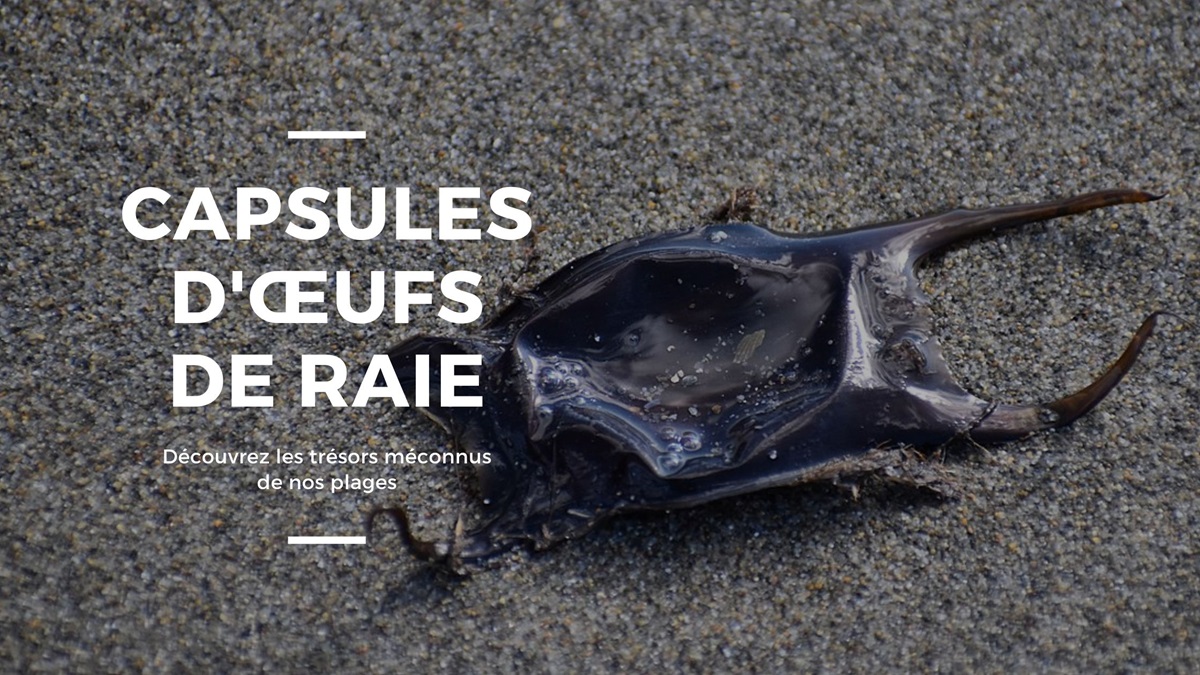 capsule d oeufs de raie
