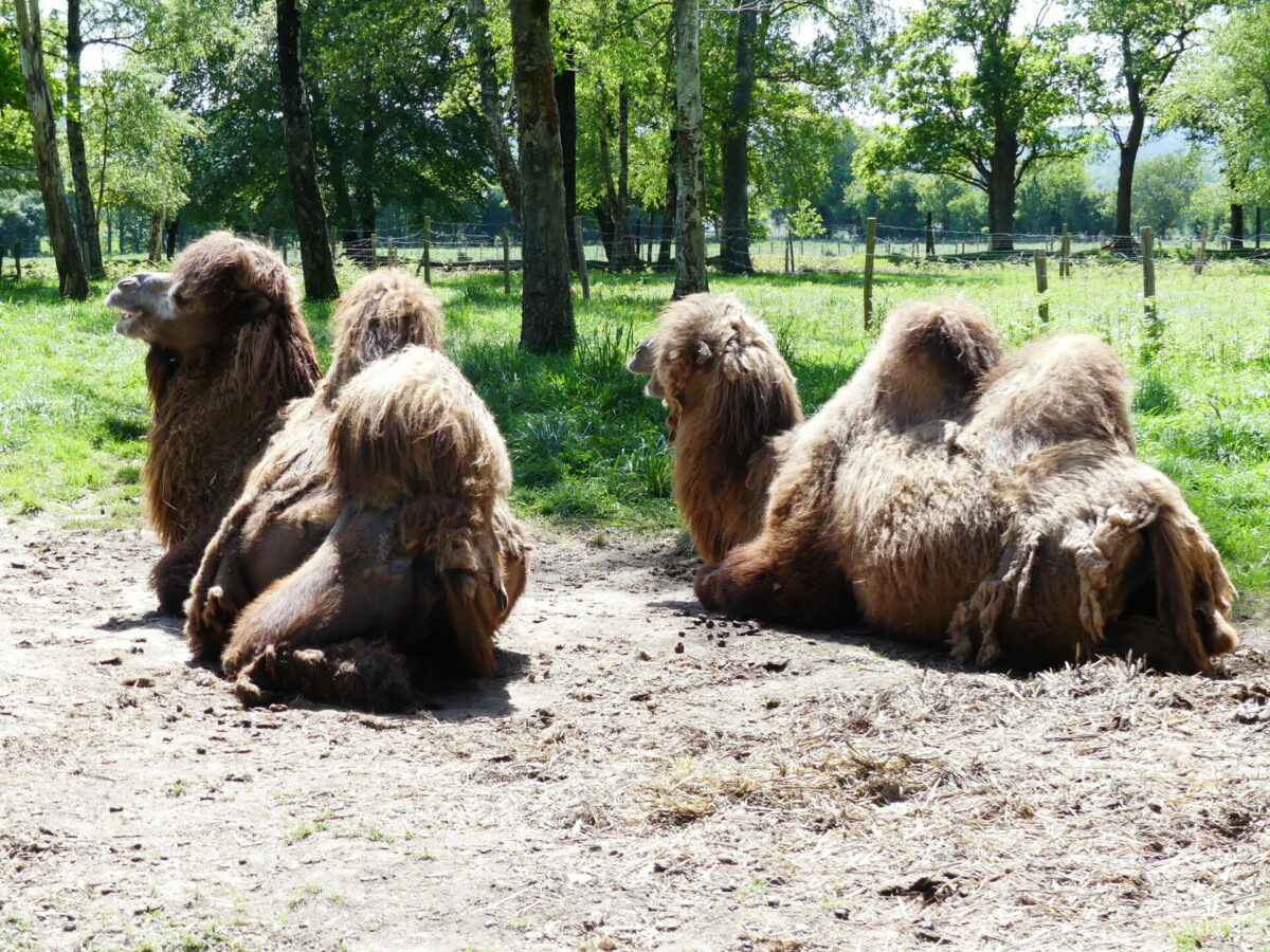 Chameaux du parc animalier de Carentoir