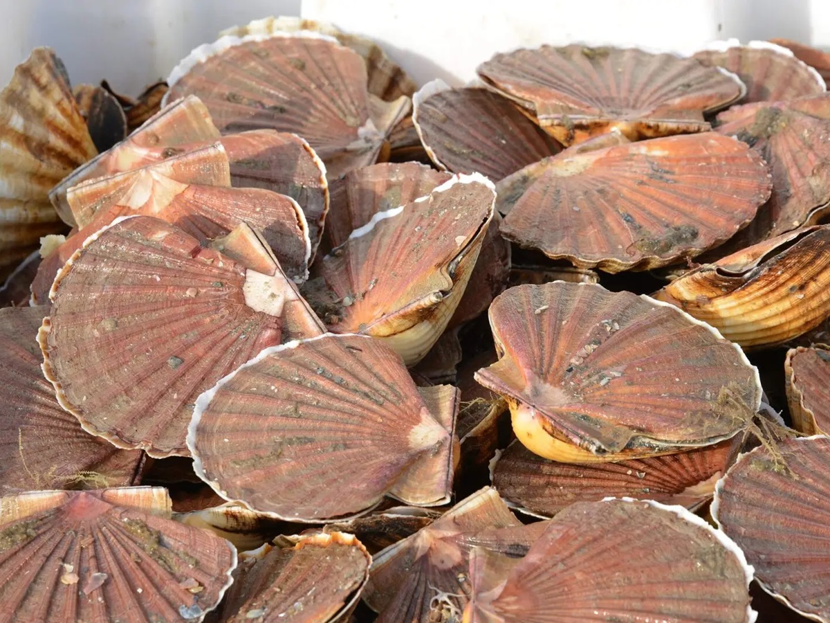 Coquilles Saint-Jacques bretonnes