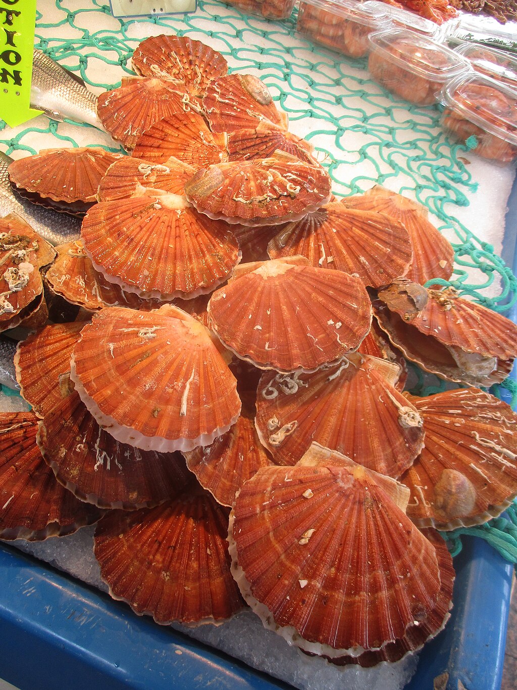 Coquilles Saint-Jacques fraîches — coquillage de luxe du littoral breton