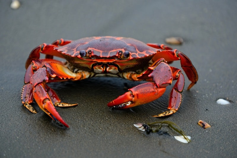 Crabe